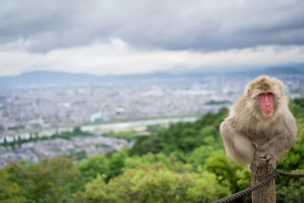 Monkey on top of trunk in Arashiyama mountain, kyoto — Stock Photo, Image