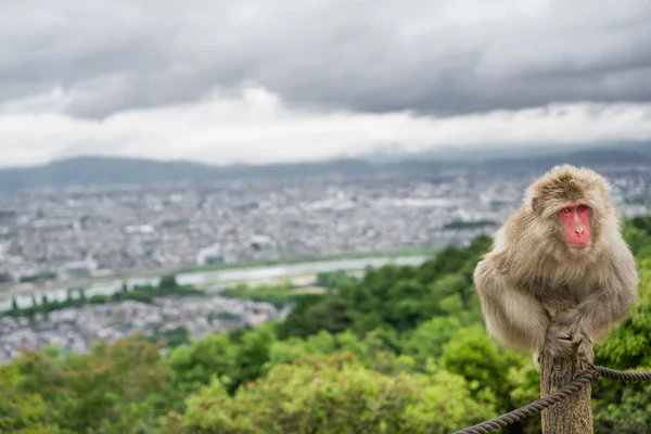 Monkey on top of trunk in Arashiyama mountain, kyoto — Stock Photo, Image