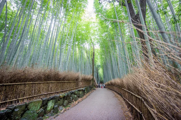 嵐山の竹のグローブの京都、日本. — ストック写真