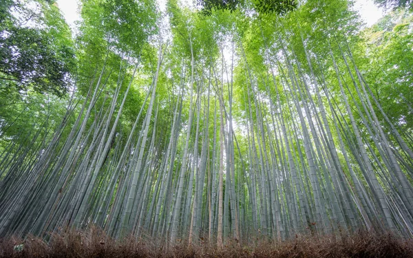 Arashiyama bambusowy gaj z Kyoto, Japonia. — Zdjęcie stockowe