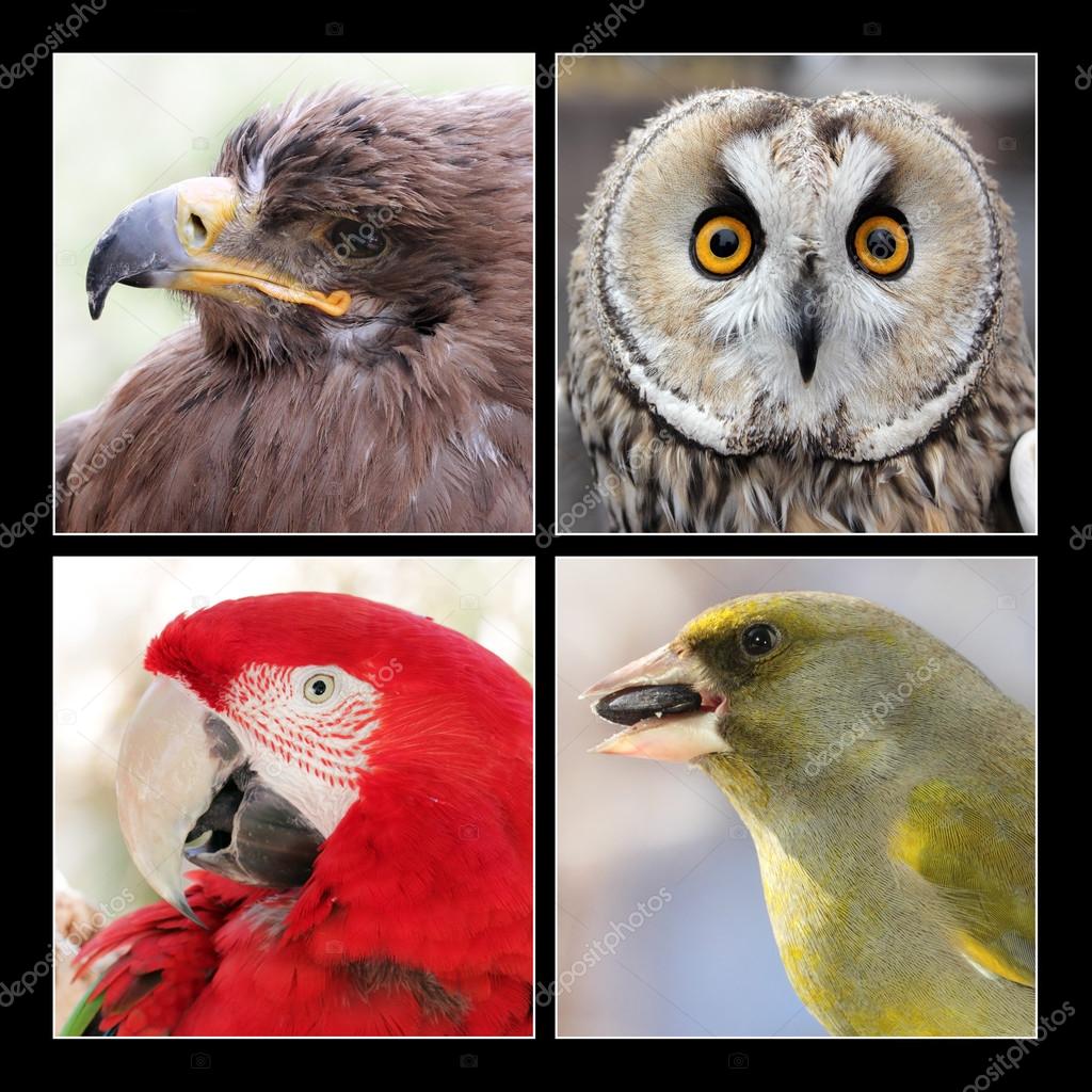 Set of four birds Stock Photo by ©gors4730 102220468