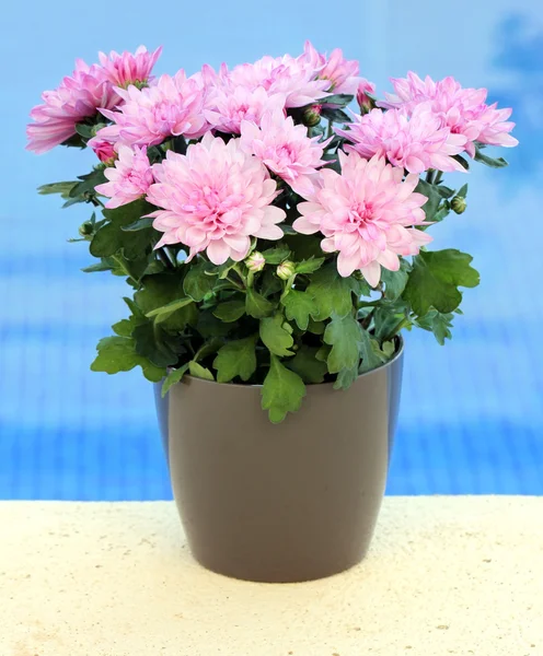 Virágok rózsaszín aster — Stock Fotó
