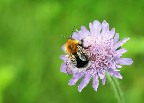 Hummel auf Ackerkrume — Stockfoto