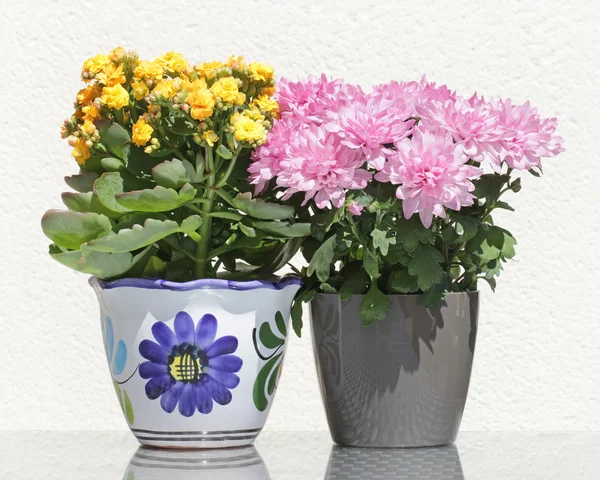 Őszirózsák és Kalanchoe virágok — Stock Fotó