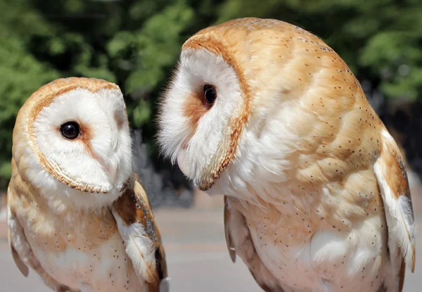 Two Beautiful Barn Owls