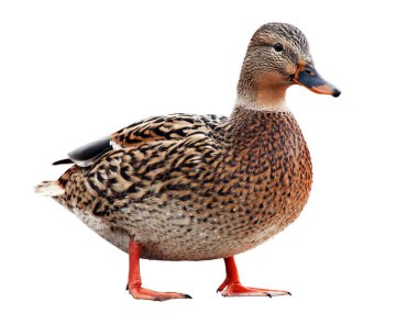 Renkli yaban ördeği ya da yaban ördeği (Anas platyrhynchos) beyaz arka planda izole edilmiştir. Seçici yumuşak odak