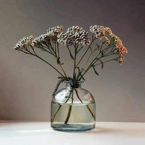 Achillea Millefolium Gemeinhin Als Schafgarbe Oder Schafgarbe Der Glasvase Vor — Stockfoto