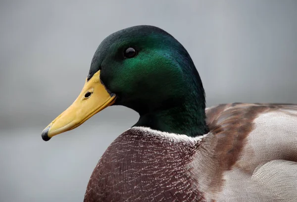 Pato Reais Pato Selvagem Colorido Anas Platyrhynchos Contra Fundo Cinzento — Fotografia de Stock