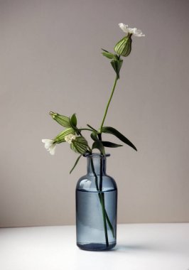 Still life with Silene vulgaris flowers (bladder campion or maidenstears) in the small glass vase. Selective soft focus and space for your text. clipart