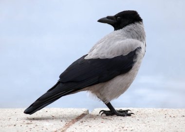 Genç kukuletalı karga (Corvus cornix) da şehir duvarındaki kapüşonlu karga olarak adlandırılır. Sığ derinlik, seçici odak.
