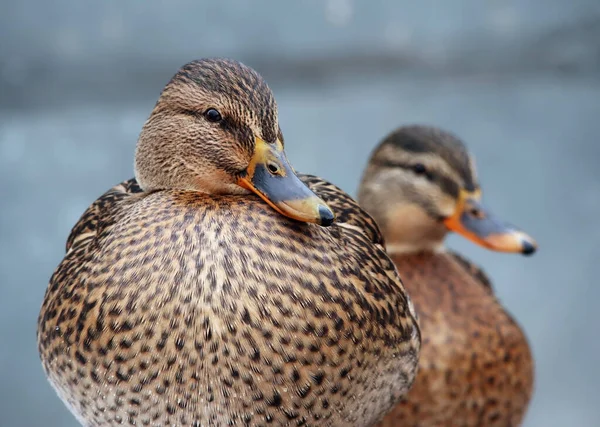 Dois Lindos Patos Reais Coloridos Patos Selvagens Dia Nublado Outono — Fotografia de Stock