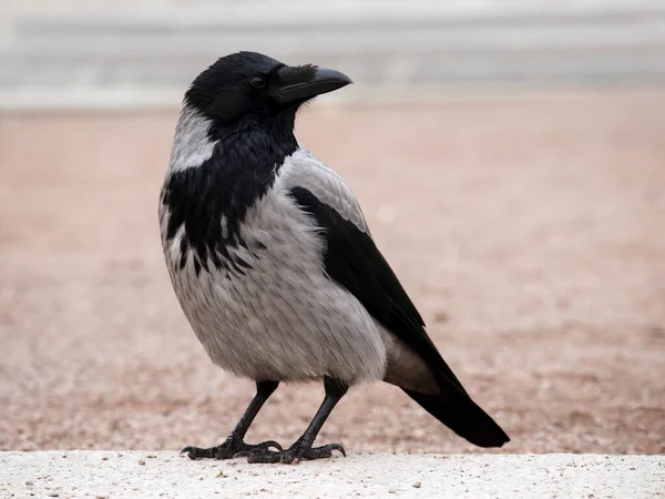 フード付きの若いカラスはまた あなたのテキストのためのスペースを持つ都市環境の背景に対してパーカーと呼ばれます 浅い深さ 選択的な焦点 — ストック写真