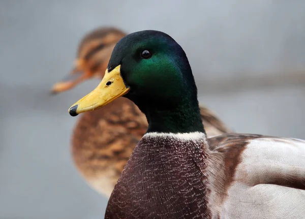 Par Lindos Patos Reais Selvagens Dia Nublado Outono Contra Ambiente — Fotografia de Stock