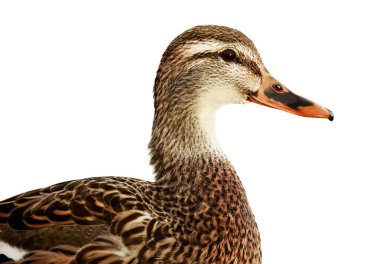 Beyaz bir arka planda izole edilmiş güzel yaban ördeği (Anas platyrhynchos) yan görüntüsü. Seçici yumuşak odak