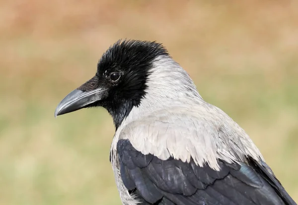 Νέοι Κουκουλοφόροι Κοράκι Corvus Cornix Ονομάζεται Επίσης Κουκούλα Κατά Πράσινο — Φωτογραφία Αρχείου