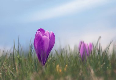 Mavi gökyüzüne karşı bir çayır üzerinde çiçek açan çiçek desenli güzel bir bahar soyut arka planı. Sığ derinlik, seçici odak.