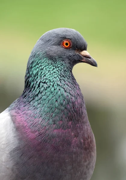 Bellissimo Piccione Comune Uno Sfondo Verde Con Spazio Testo Profondità — Foto Stock