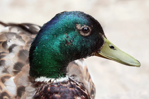 Pato Mallard Selvagem Colorido Anas Platyrhynchos Contra Fundo Tecla Alta — Fotografia de Stock