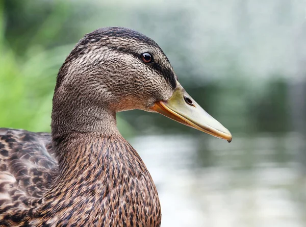 Bunte Stockente Oder Wildenten Anas Platyrhynchos Vor Verschwommenem Hintergrund Flache — Stockfoto