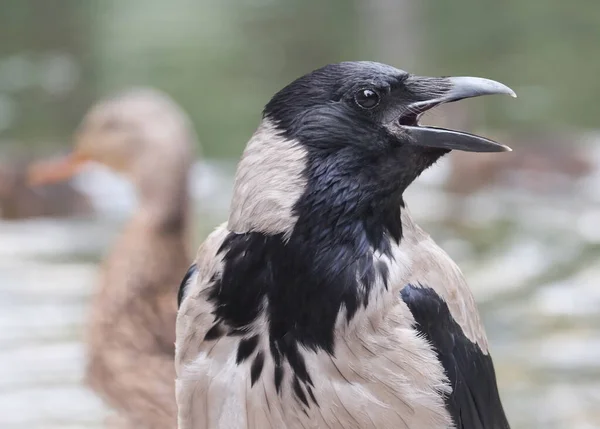 Cuervo Encapuchado Corvus Cornix También Llamado Sudadera Con Capucha Contra — Foto de Stock