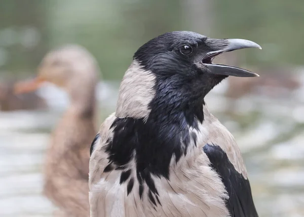 Κουκούλα Corvus Cornix Ονομάζεται Επίσης Κουκούλα Κατά Φυσικό Περιβάλλον Θολή — Φωτογραφία Αρχείου