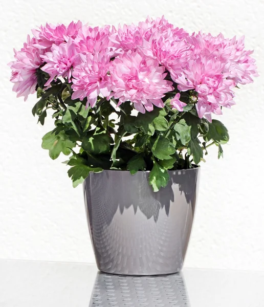Rózsaszín aster virág — Stock Fotó