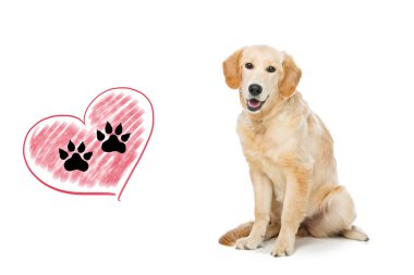 Genç beautiul golden retriever köpek