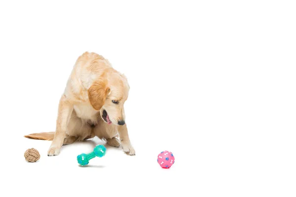 Giovane bellissimo cane golden retriever — Foto Stock