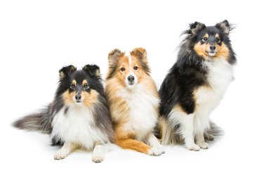 Üç sığınak köpek