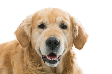 Eski beautiul golden retriever köpek
