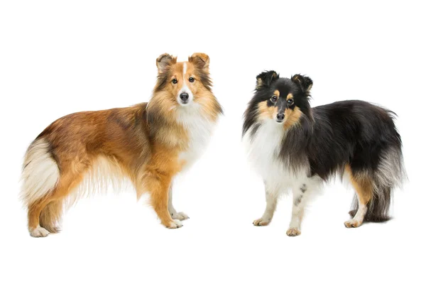 Дві собаки Шелті — стокове фото