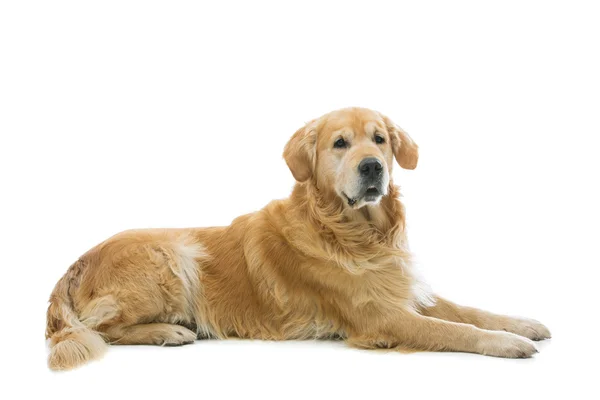 Old beautiul golden retriever dog — Stock Photo, Image