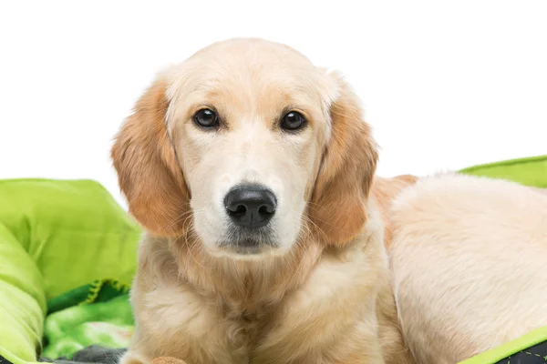 Giovane bellissimo cane golden retriever — Foto Stock