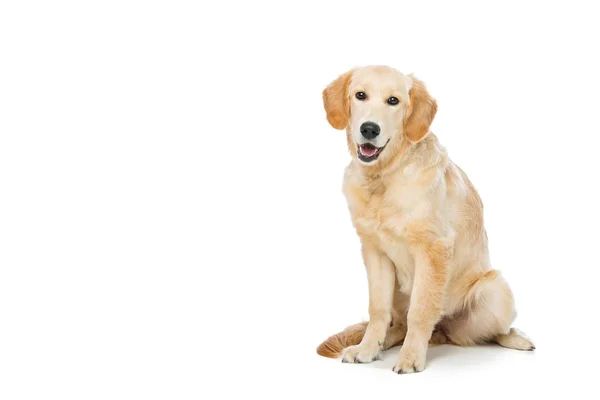 Jovem beautiul golden retriever cão — Fotografia de Stock