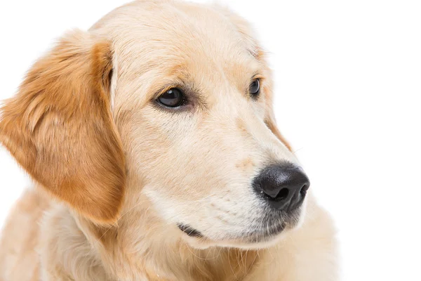 Young beautiul golden retriever dog — Stock Photo, Image