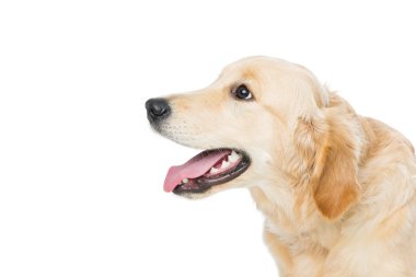 Genç beautiul golden retriever köpek