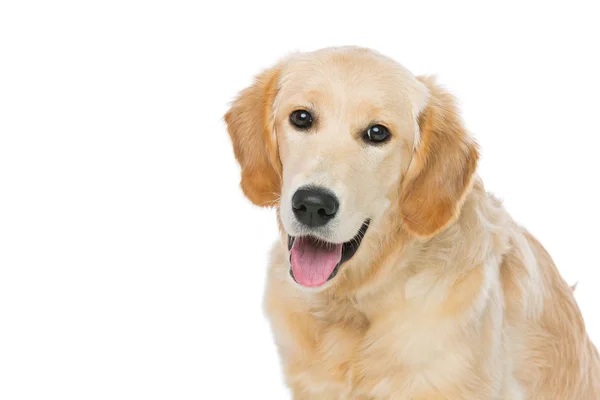 Joven beautiul golden retriever perro — Foto de Stock