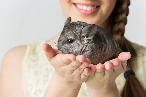 Chinchila sentada a mãos — Fotografia de Stock