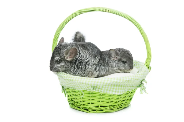 Dos chinchillas aisladas sobre fondo blanco — Foto de Stock