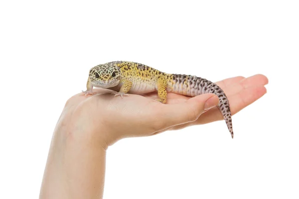 Pequeno lagarto a mãos — Fotografia de Stock