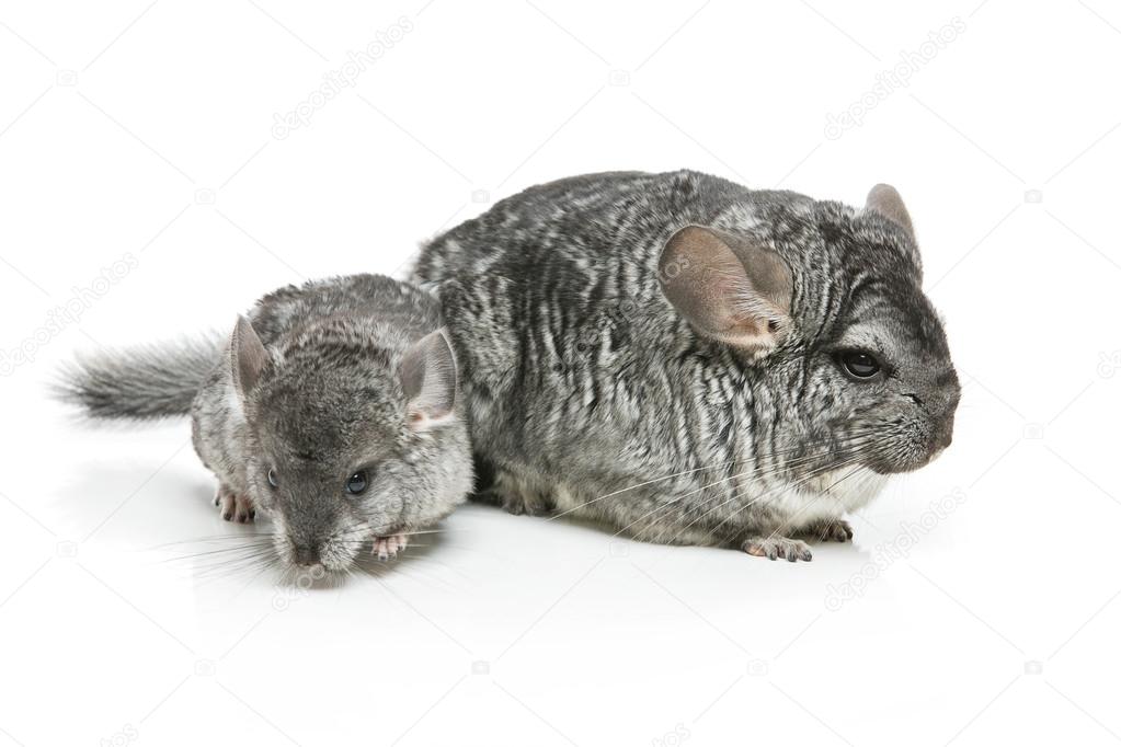 Fotos De Chinchillas De Stock Chinchillas Imagenes Libres De Derechos Depositphotos