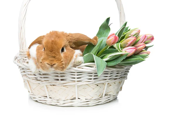 Hermoso conejo doméstico en cesta de flores — Foto de Stock