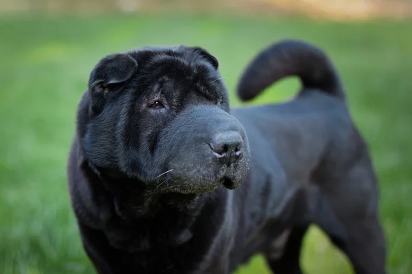 Mooie oude sharpei hond — Stockfoto