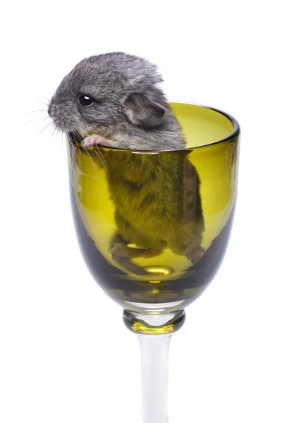 Cute chinchilla baby in glass Stock Picture