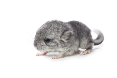 Beyaz arka plan üzerinde izole chinchilla bebek