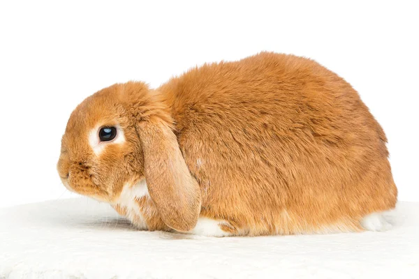 Bello coniglio domestico — Foto Stock