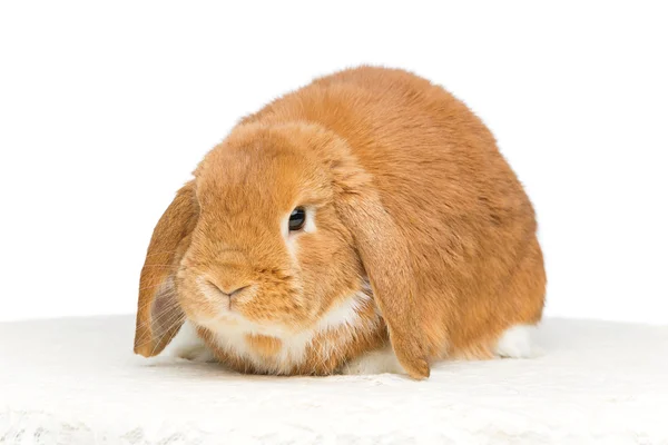 Schöne häusliche Kaninchen — Stockfoto