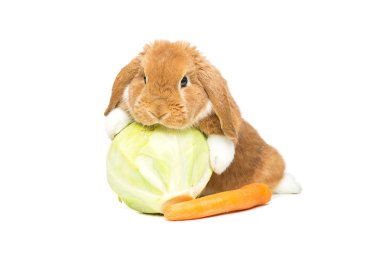 Güzel yerli tavşan