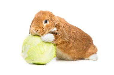 Güzel yerli tavşan