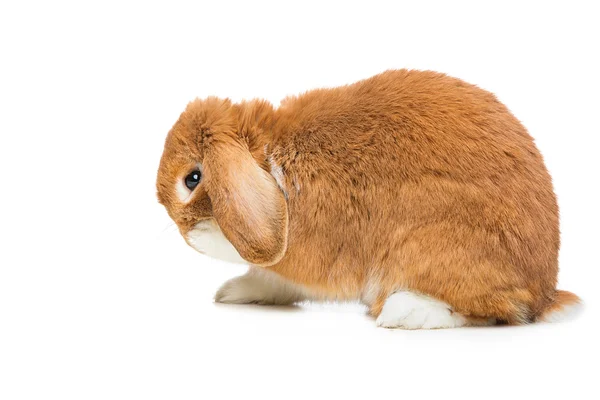 Vackra tama kaniner — Stockfoto